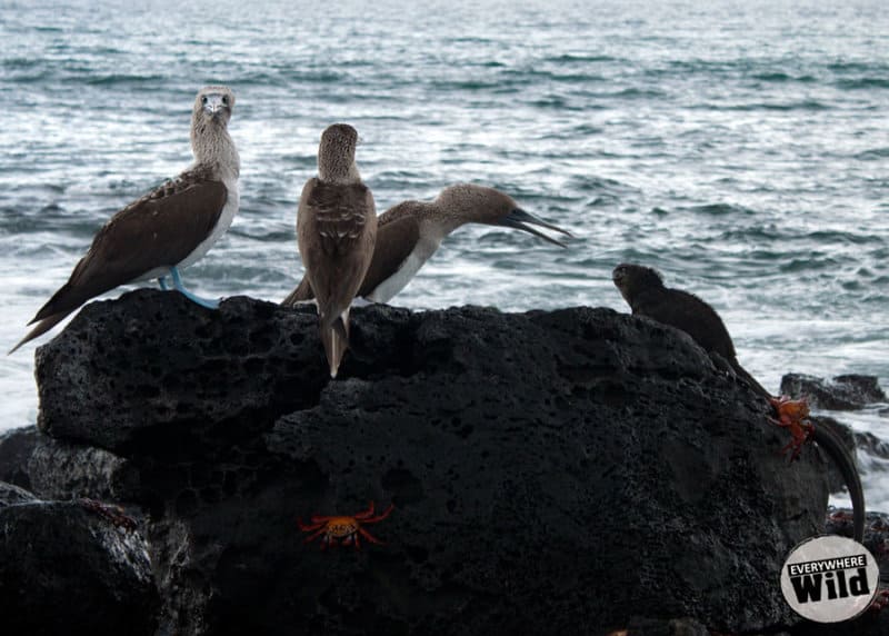 blue footed booby trio