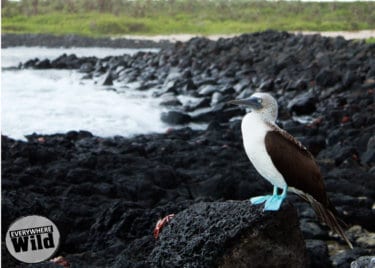 facts about the blue footed booby