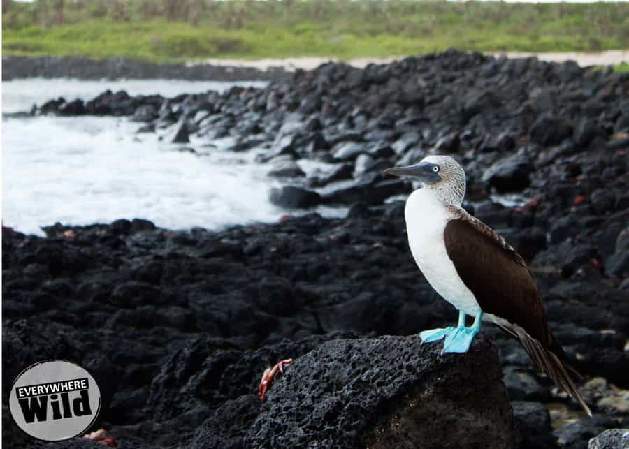 facts about the blue footed booby