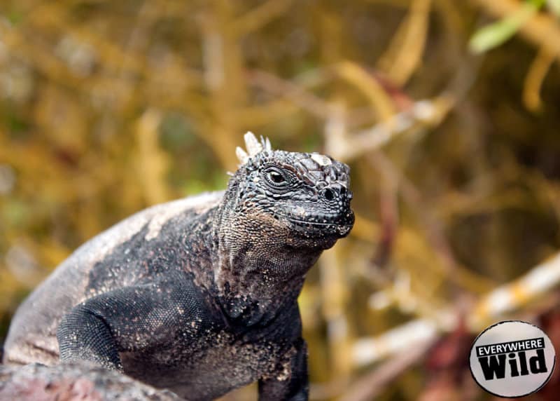 galapagos iguana facts