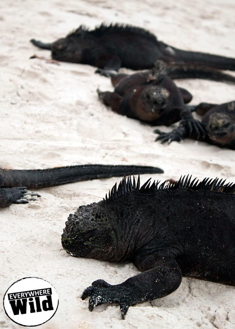 galapagos marine iguana facts