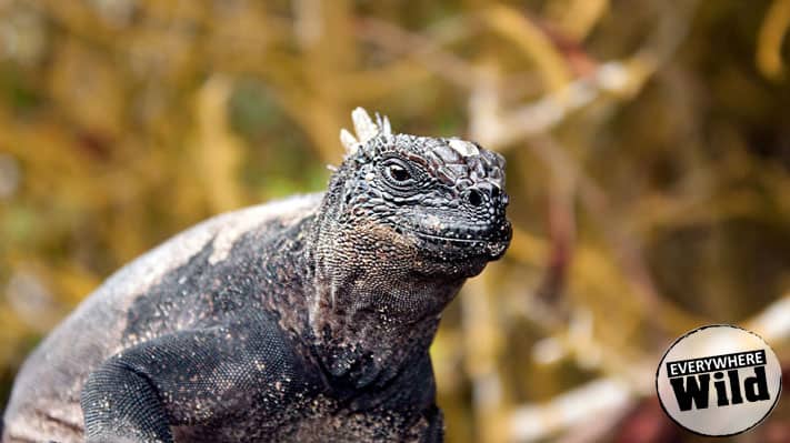 interesting facts about marine iguanas galapagos