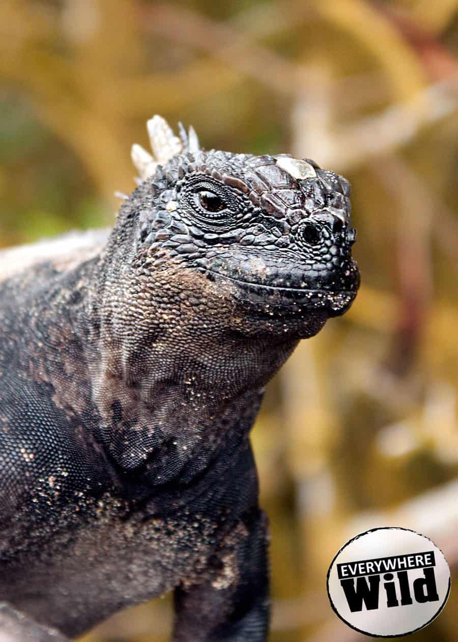 interesting facts about marine iguanas