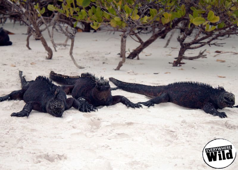 marine iguana fun facts