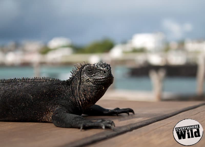 sea iguana facts