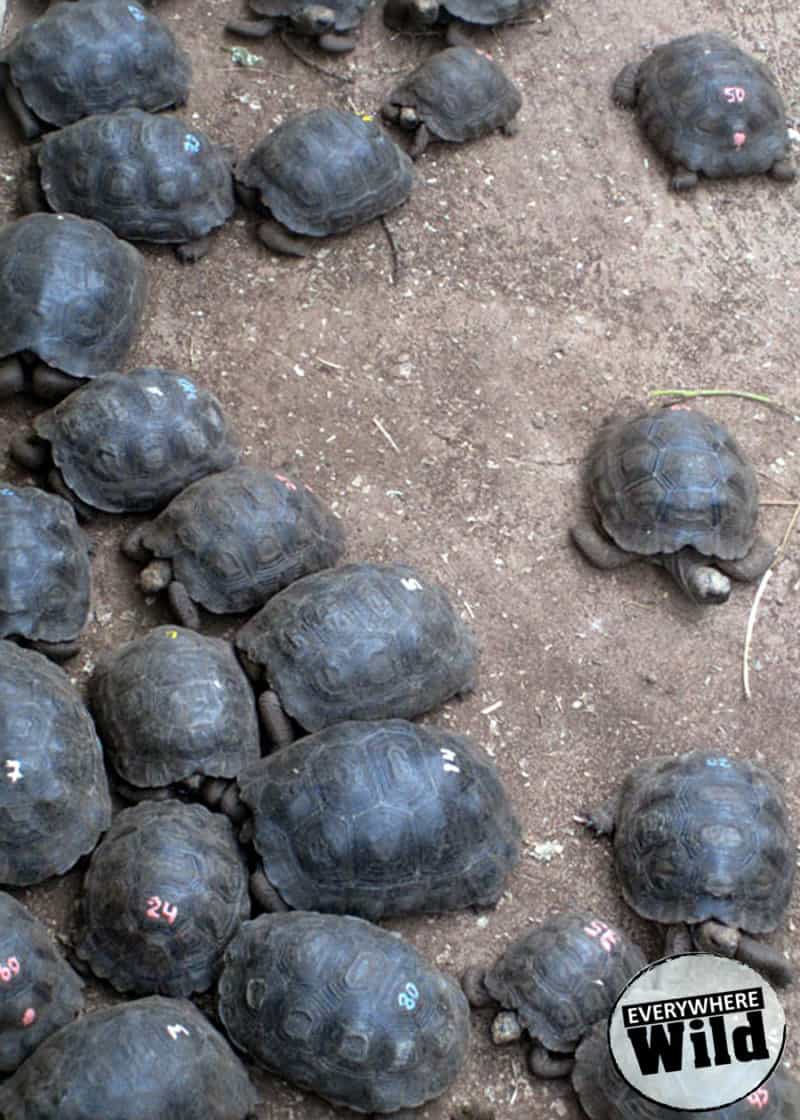 baby galapagos tortoise