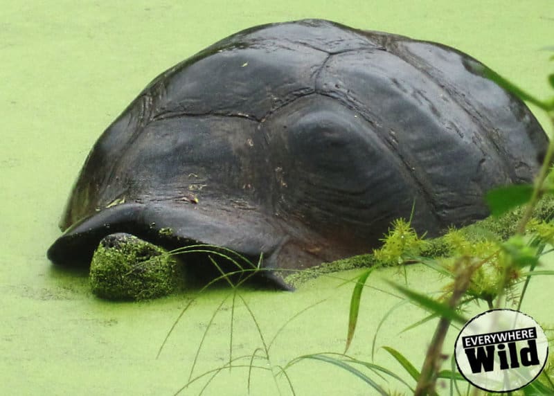 galapagos islands tortoise