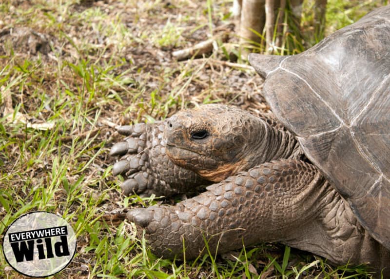 galapagos islands tortoises facts