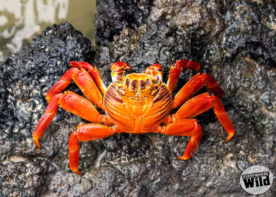 galapagos sally lightfoot crab