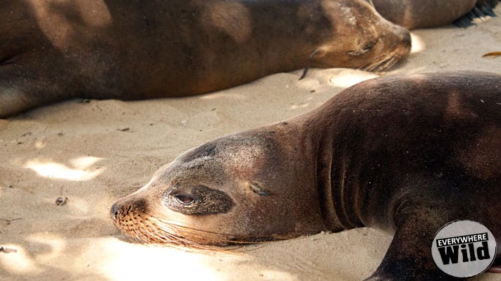 galapagos sea lion facts