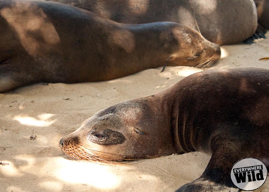 galapagos sea lion facts