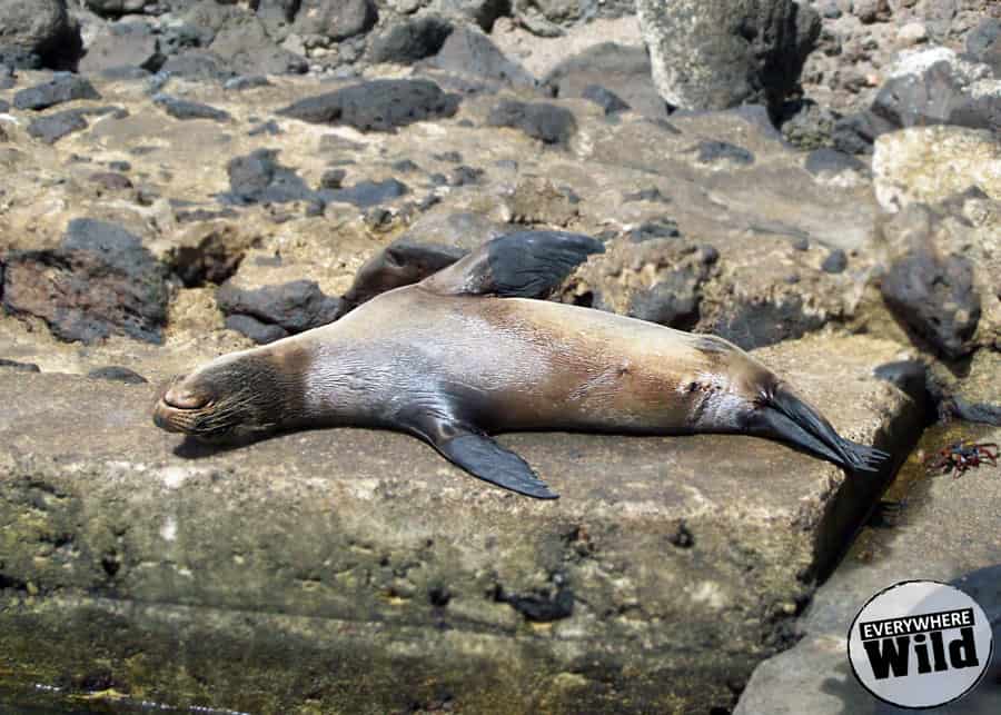 galapagos sea lion lazy