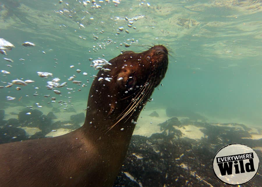 galapagos sea lion underwater