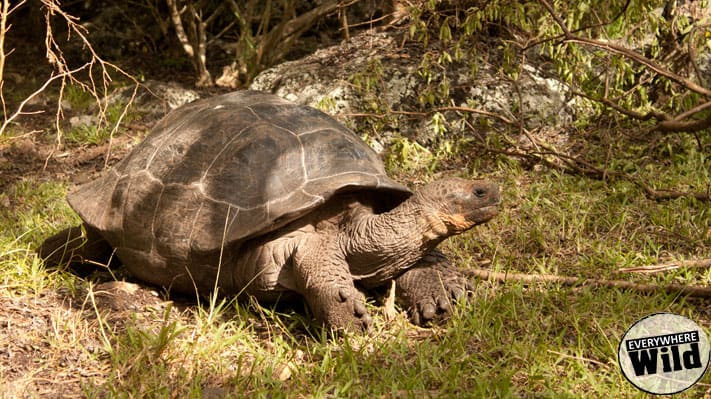 galapagos tortoise facts photo