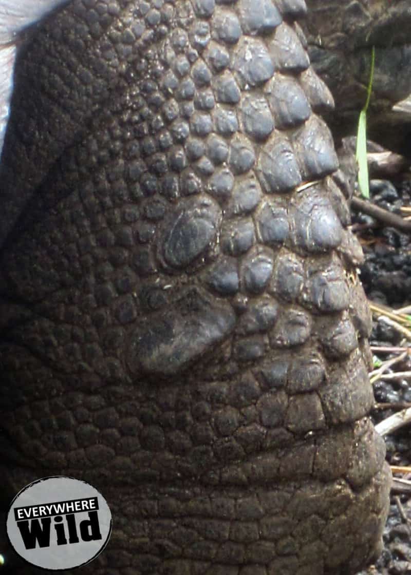 galapagos tortoise scales