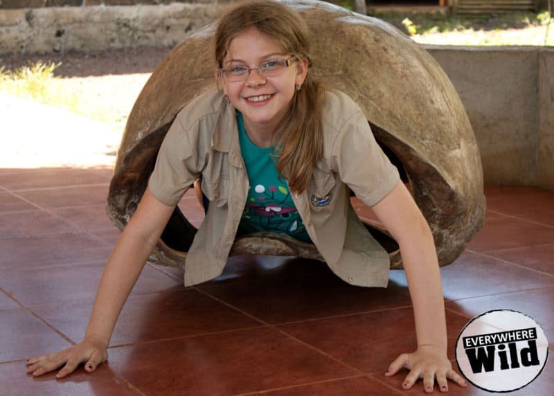 giant tortoise shell