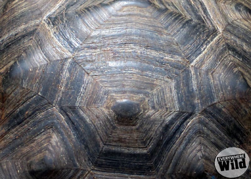 giant tortoise shell closeup