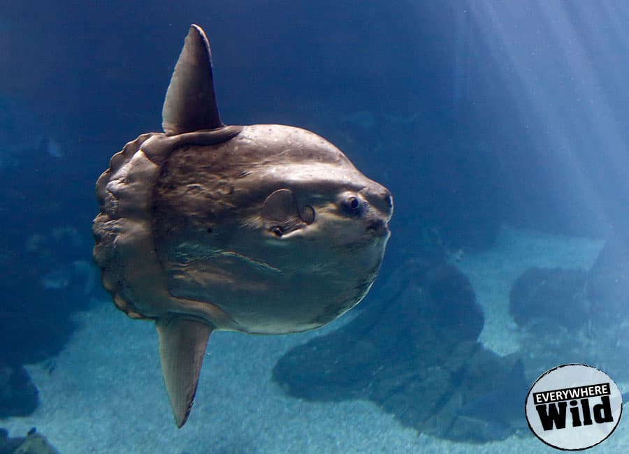 Ocean sunfish facts