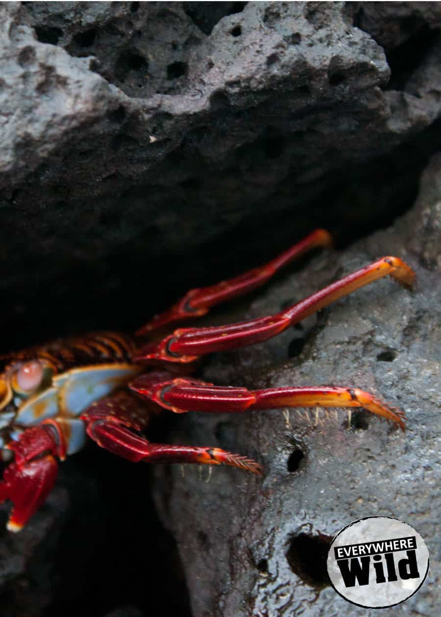 sally lightfoot crab facts