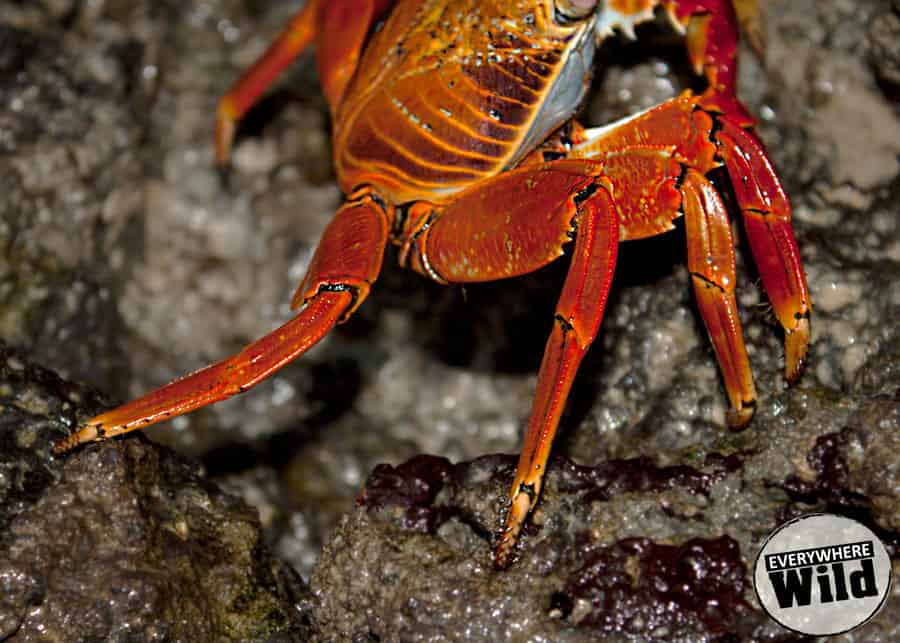 sally lightfoot crab galapagos